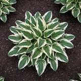 Cream & Green Variegated Hosta top view in garden