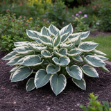 Blue & White Hosta side view in garden